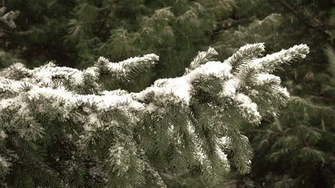 Snow Falling In Front of Fur Tree Видео 71481614