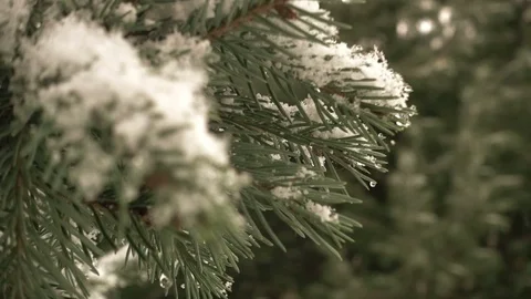 Snow Falling In Front of Fur Tree Stock Footage 71755181