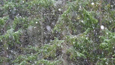 Snow falling in front of old spruces Stock Footage 107478153