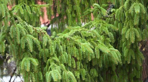 Snow falling in front of pine tree Stock Footage 24483977