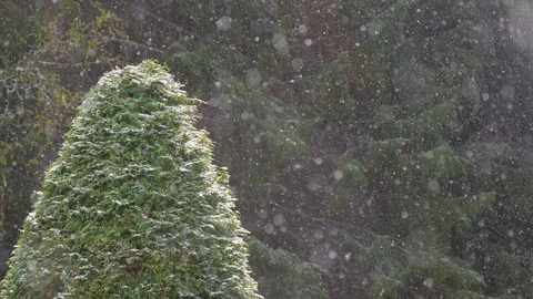 Snow falling in front of a round thuja bush Stock Footage 107477635