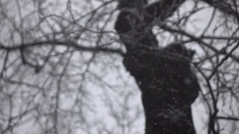 Snow falling in front of tree. Vídeo Stock 98304973