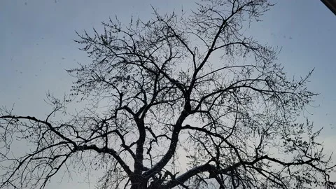 Snow Falling in Front of Tree Video stock 196136974