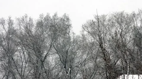 Snow falling in front of trees in 4K Stock Footage 47527929