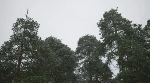Snow falling in front of trees. 4K 動画素材 57669738