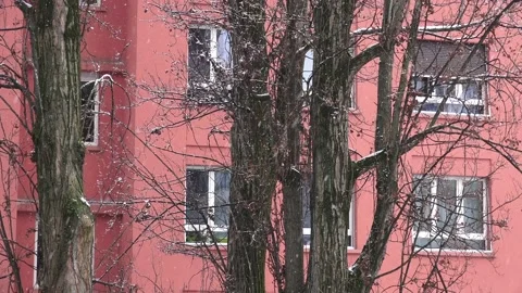 Snow falling in front of trees and building Video stock 142537961
