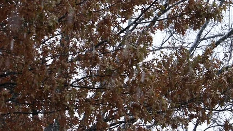 Snow falling in front of trees close up Stock Footage 122142889