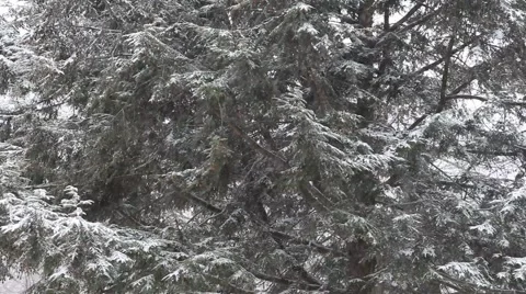 Snow Falling in Front of Trees Video stock 66064710