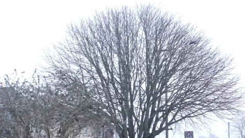 Snow Falling in Front of Trees in the Street Stock-Footage 86555715