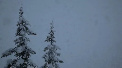 Snow falling in front of two pine trees Video stock 1085113