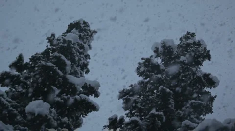 Snow falling in front of two trees Stock Footage 1085143