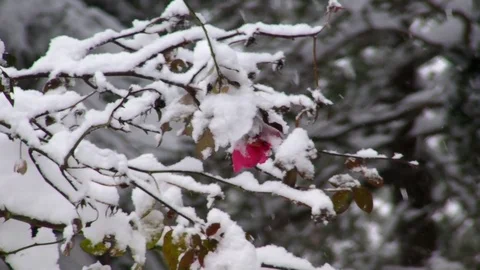 Snow falling on a frozen rose Video stock 84288017