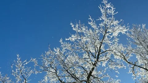 Snow is falling on frozen tree in winter forest. Stock Footage 334270955