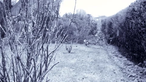 Snow falling in a garden 動画素材 146212797
