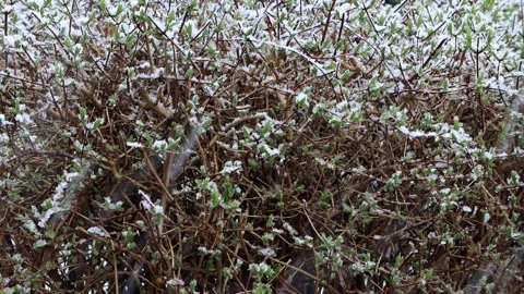 Snow falling in garden on plants Stock Footage 231039099