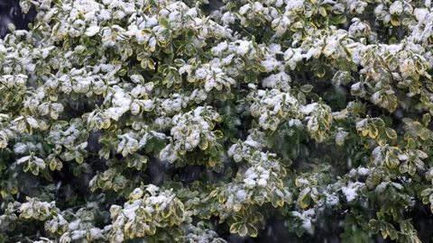 Snow falling in garden on plants Stock Footage 241899233