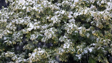 Snow falling in garden on plants Stock Footage 241899338