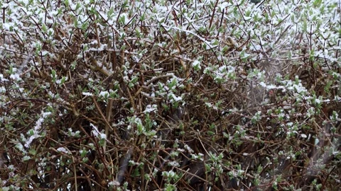 Snow falling in garden on plants Stock Footage 241917368