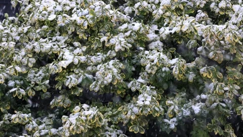 Snow falling in garden on plants Video stock 247442040