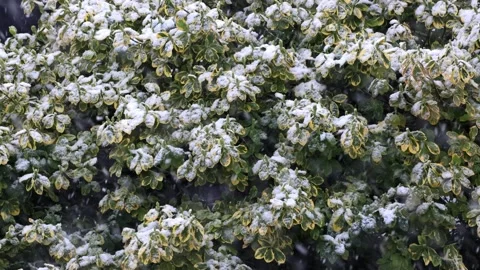 Snow falling in garden on plants Stock Footage 247484264