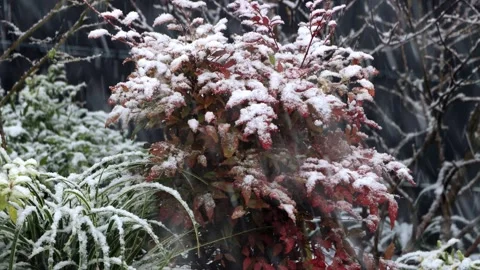 Snow falling in garden on plants Stock Footage 290524819