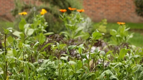 Snow Falling on a Garden Plot with Arugula Vídeos de archivo 122963906