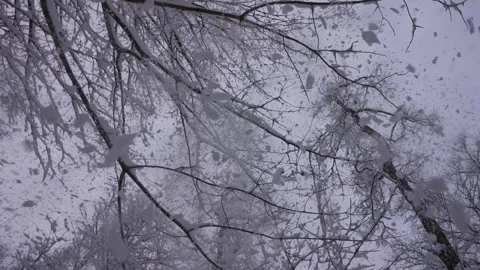 Snow Falling Gently Across Camera Lens Stock Footage 305957556
