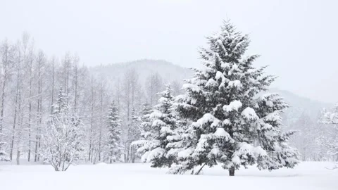 Snow falling gently on large green Christmas tree in snowy winter landscape Stock Footage 303256483