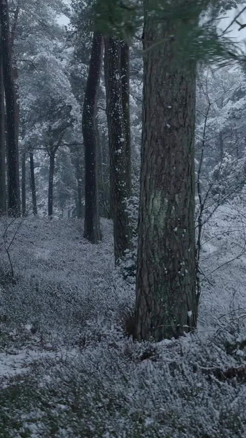 Snow falling gently through a pine forest Stock Footage 327114801
