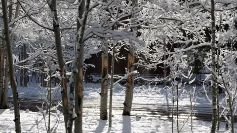 Snow falling gently on trees in slow motion Stock Footage 306414519