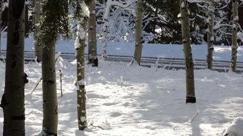 Snow falling gently on trees in winter forest Stock Footage 305524580