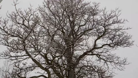 Snow falling on gnarly old leafless tree under grey stormy sky Video stock 148445455
