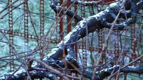 Snow Falling On Grapevine - Vine Slow Motion  Stock Footage 46817592