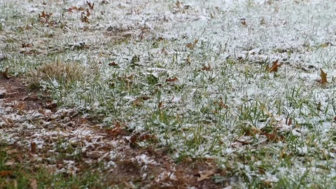 Snow falling on grass Stock Footage 122142607