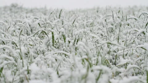Snow falling on grass Video stock 148549108