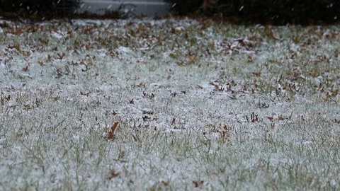 Snow falling on grass with leaves Video stock 122142962