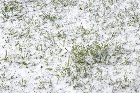 Snow falling on the grass. Stock Photos