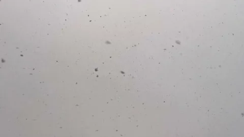 Snow is falling. Gray sky background from bottom to top Stock Footage 163882860