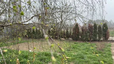 Snow falling on a green field in early spring Stock Footage 305910179