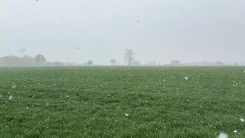 Snow falling on a green field in early spring Stock Footage 305910193