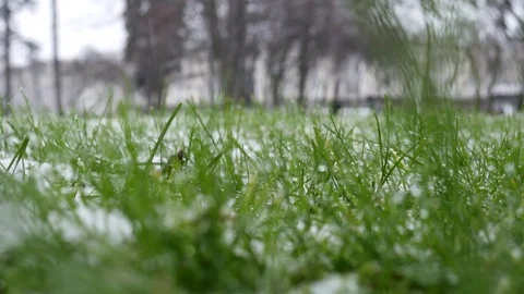 Snow falling on the green grass 4k Stock Footage 83829821