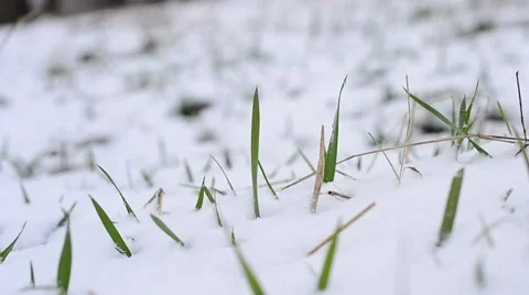 Snow falling on green grass with a grass blade stirred by wind Stock Footage 50095546