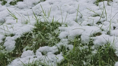 Snow is falling on the green lawn with grass covered with ice. Stock Footage 241932780