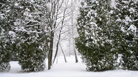 Snow falling on green thuja trees background Stock-Footage 45012386