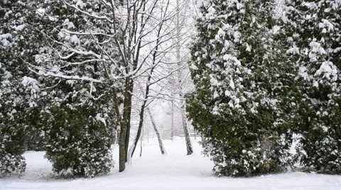 Snow falling on green thuja trees background with people far off Stock Footage 45012697