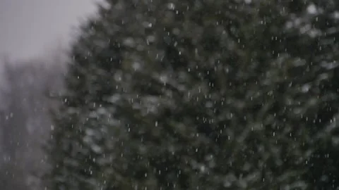 Snow falling with green trees in background establishing shot winter weather Video stock 151002580
