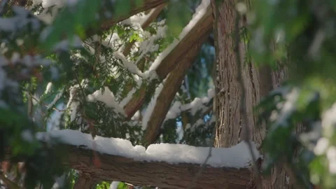 Snow falling on green trees with sun through branches (Part 1).. Video stock 218277755
