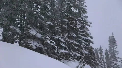 Snow Falling Hard on Mountainside Evergreens 库存影片 62493333