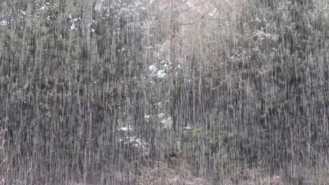 Snow falling heavily in a forest, bad weather concept Vídeo Stock 152030614