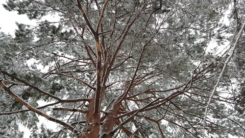 Snow falling with hoarfrost tree in winter season, low angle view Stock Footage 111864416